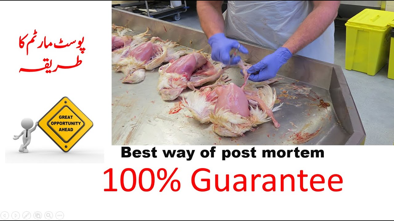 Post Mortem In Chicken Post Mortem Techniques Method Of Post Mortem post-mortem-in-chicken-post-mortem-techniques-method-of-post-mortem