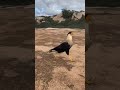 The Birds That We Work With That Have Crests Like Larue The Crested Caracara Here 
