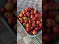 #agriculture #сад #урожай #фрукты #fruit #яблоки