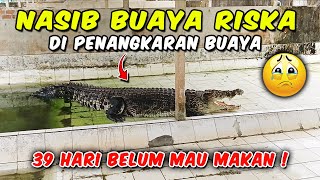 NASIB BUAYA RISKA di PENANGKARAN BUAYA TERITIP BALIKPAPAN | Pak Ambo dan Riska Punya Ikatan Batin