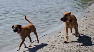 sphoek Ami  met Toon Emrys) en Bruna ( bubbels) op het hondenstrand