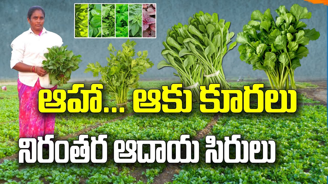 6 ఎకరాలు - అనేక రకాల ఆకు కూరలు - ఆగకుండా ఆదాయం | Teja #leafvegetables #health #food @Raitunestham
