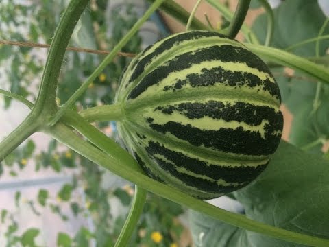 Dutch Bucket Tomatoes vs Aquaponic Tomatoes | Doovi