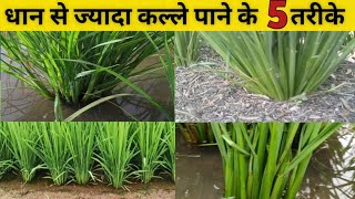 How to get more tillring in paddy | धान में कल्ले बढ़ाने के तरीके