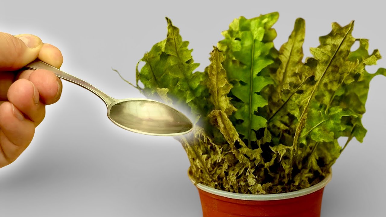 How to Revive Any Dying Fern With This Simple Trick (It Saved My Fern Boston!) 🌿