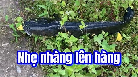 Câu cá lóc | ao bèo huyền thoại | rong chơi miền tây #lurecaloc #fishing #sonrau