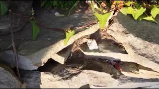 Red Ants in my front Rock Garden.