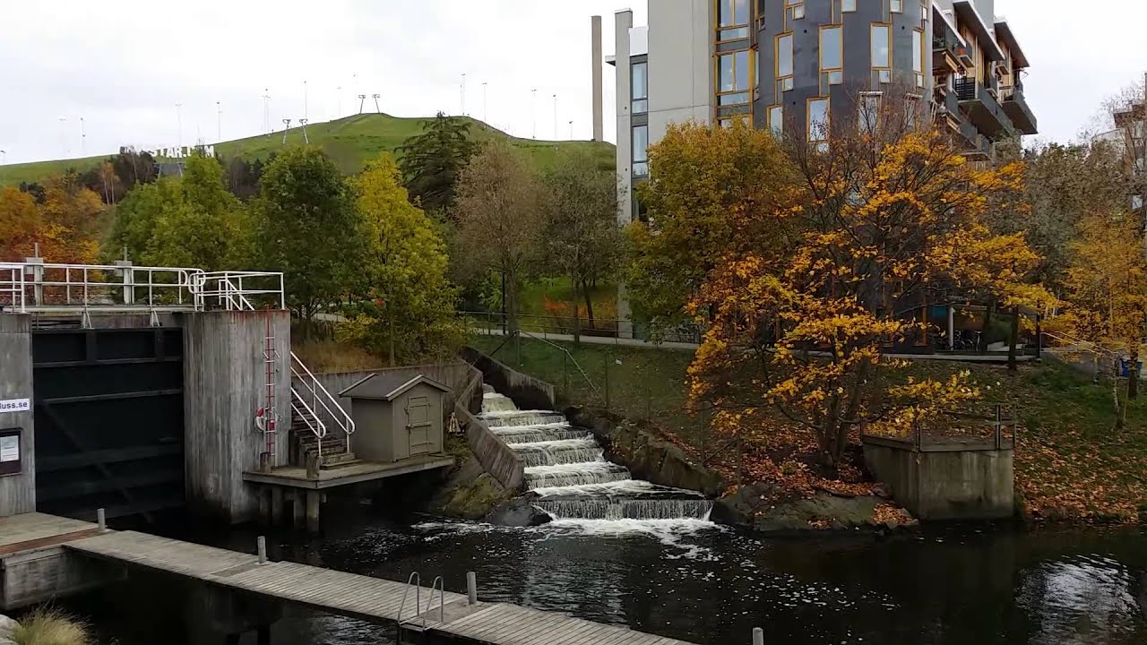 Salmon ladder YouTube