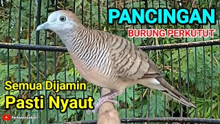 Download lagu Suara Burung Perkutut Crossing Gacor Untuk Pancingan Agar Cepat Bunyi Paling Ampuh Langsung Nyaut 