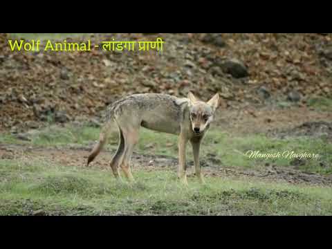 Wolf Animal - | , | .. | Maharashtradamsinfo5256