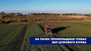 На полях Тернопільщини триває збір цукрового буряка