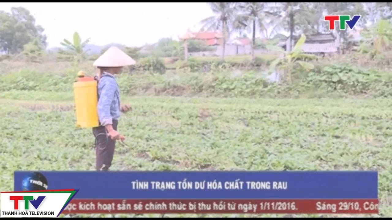 Cảnh báo tình trạng tồn dư hóa chất trong rau - youtube