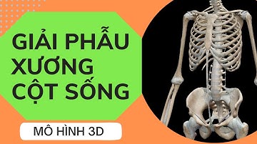 Giải phẫu xương cột sống 3D I Xương thân mình I Giải phẫu người 3D
