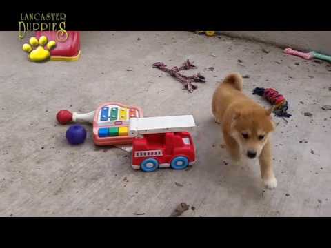 Border Collie Shiba Inu Puppies