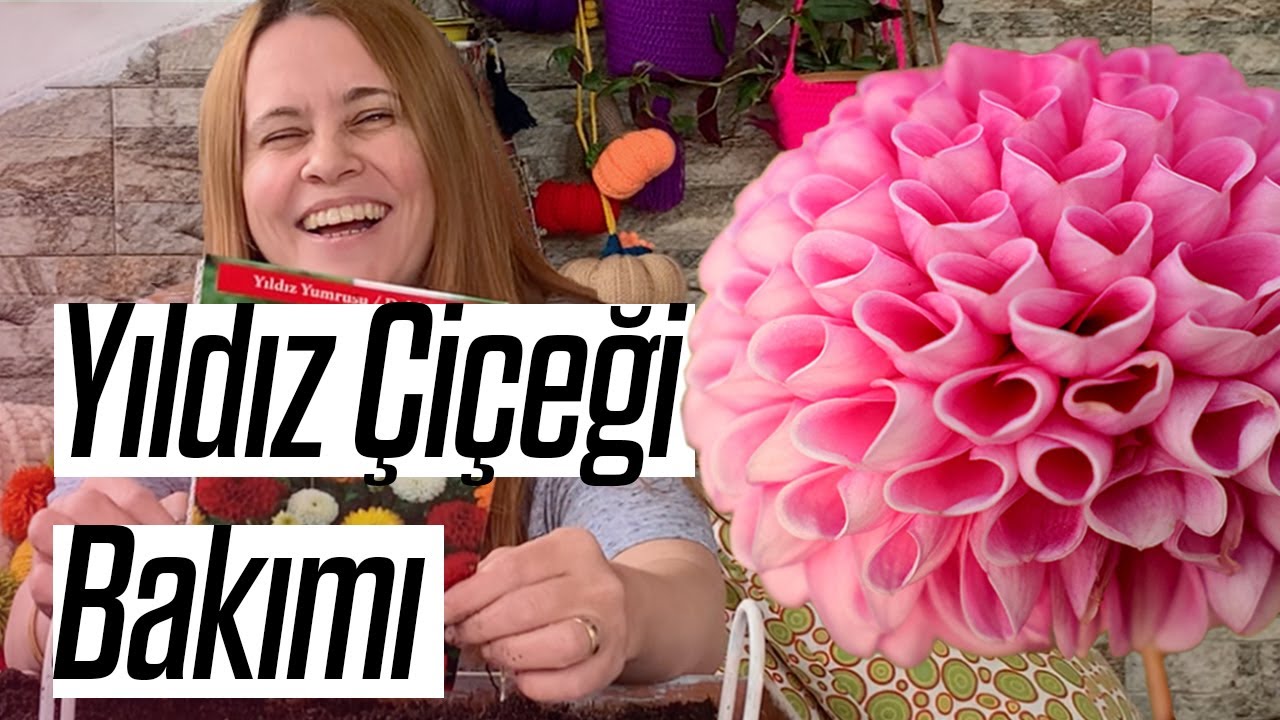 Yıldız Çiçeği Bakımı Nasıl Yapılır? | Detaylı Anlatım