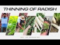Thinning of Radish plants. Kitchen garden. Part 2