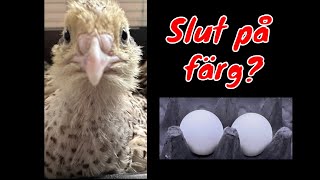 Vaktelägg, var tog färgen vägen?