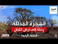 الشجرة المدللة رحلة إلى أرض اللبان الحلقة الرابعة