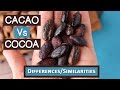 Cacao Vs Cocoa, Top 6 Differences and Similarities - YouTube