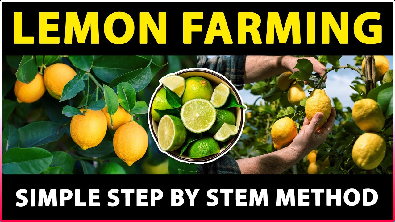 Lemon Farming / Lime Farming Citrus Fruit Cultivation, Planting