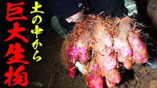 【超巨大】土の中から５０ｋｇの巨大生物を捕獲しました