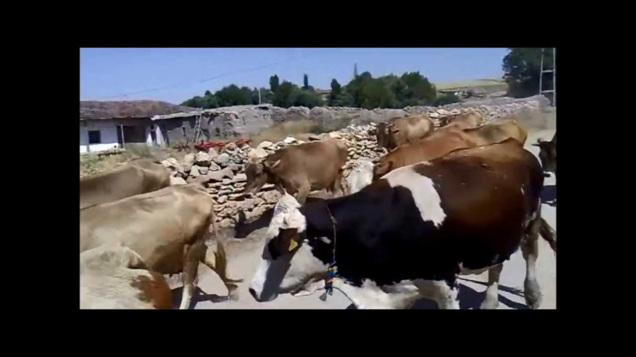 Bogazliyan esentepe köyü gurbetcilerimize özel