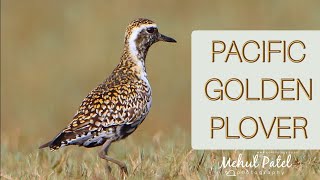Pacific Golden Plover