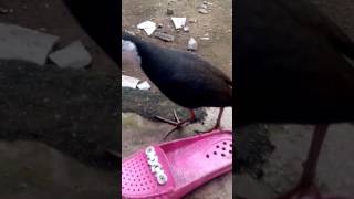 Download Lagu Tengkoah Macel MP3