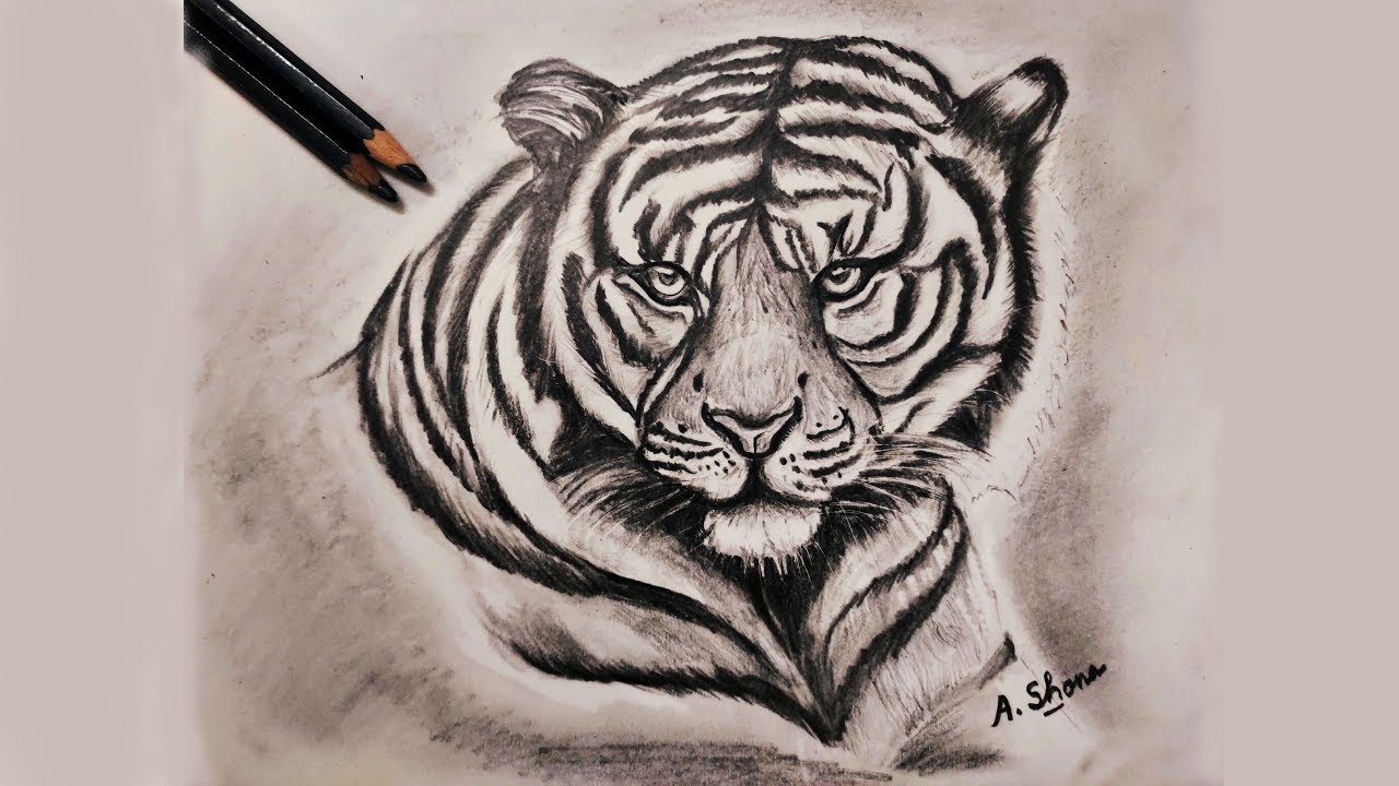 pencil drawings of tigers