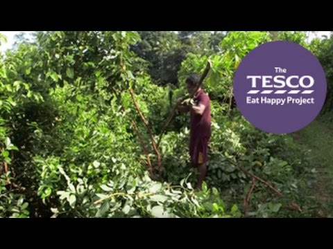 Spice up your lesson with an Online Field Trip all about Fragrant Spices Instructional Video