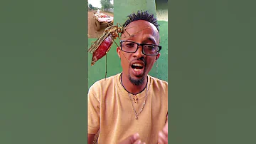 Ethiopian Festival Begi Oromo Walaloo 