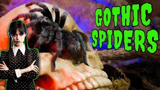 Top 5 BLACK Tarantulas  GOTH SPIDERS!