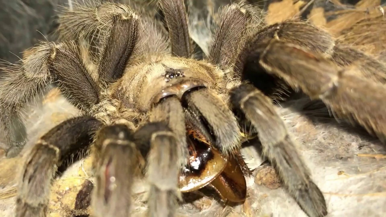 petco hours Exotics Lair's TARANTULA FEEDING [The Dark Den]