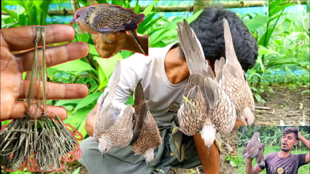 ঘুঘু পাখি ধরার সহজ পদ্ধতি। পাখি ধরার সহজ ফাঁদ,পাখি ধরা। Dove bird trap, pakhi dhara fat , pakhir fat