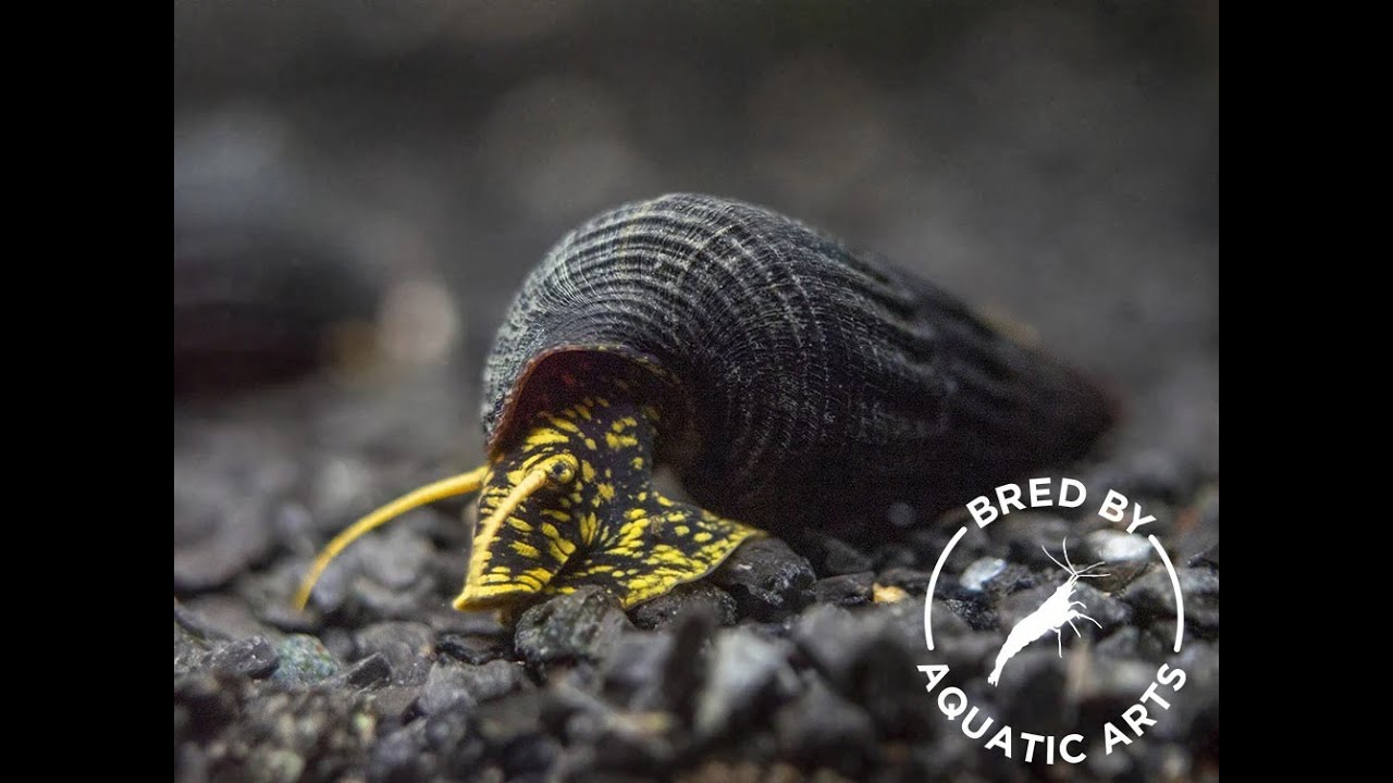The Yellow Spotted Rabbit Snail