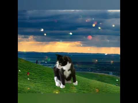Чёрно-белые котики - YouTube