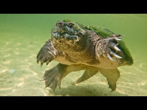 Видео: Почему ее называют черепахой с боковой шеей?