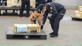 麻薬探知犬に犬種マリノアが仲間入り　初代の「ウンディーネ」、成田空港で奮闘