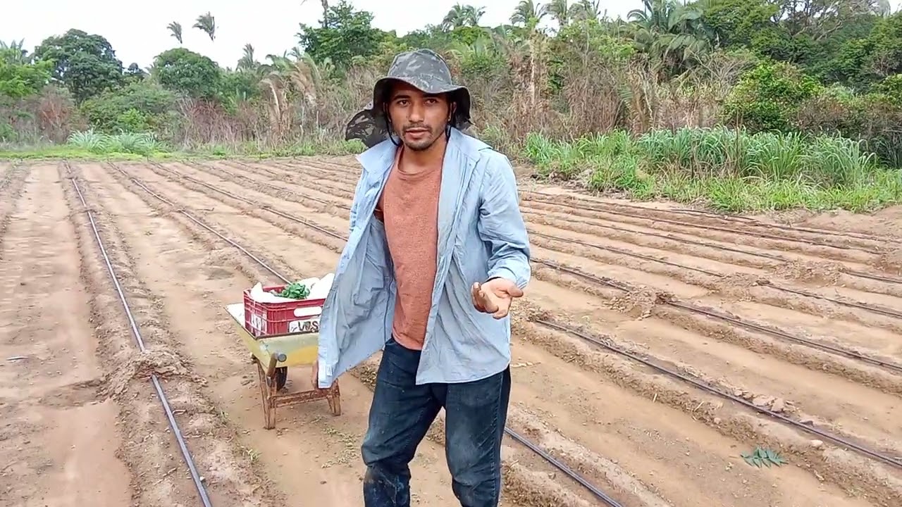 Como plantar pepino???