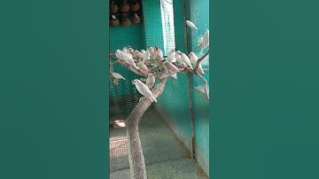 java sparrow breeding colony 🕊️🐦‍⬛🐦#javasparrow #javabird #sparrow #birdcare #deepakbird