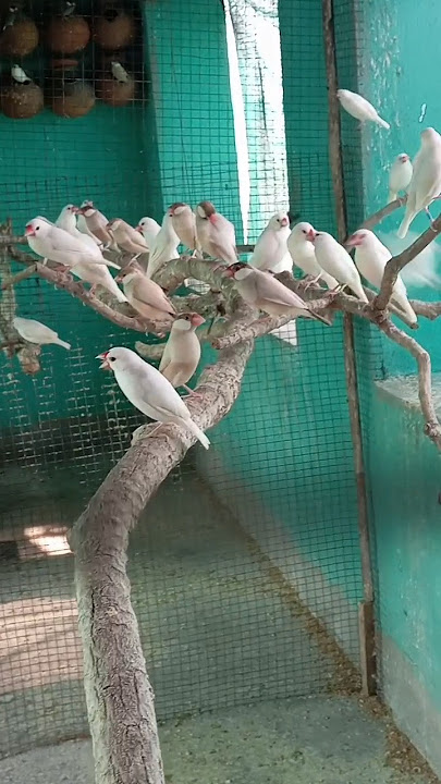 java sparrow breeding colony 🕊️🐦‍⬛🐦#javasparrow #javabird #sparrow #birdcare #deepakbird