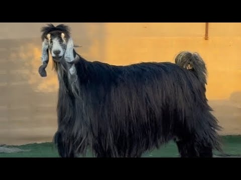 سلالة الماعز العارضي السعودية 