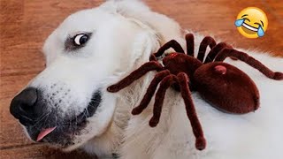 Funny Dogs - Hilarious Reactions! | Amazing Animals by Amazing Animals 3,290 views 1 year ago 10 minutes, 5 seconds