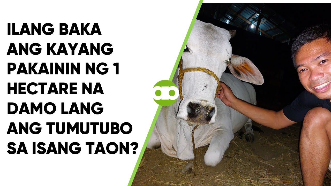 Ilang Baka ang Kayang Pakainin ng 1 Hectare na Damo Lang ang Tumutubo sa Isang Taon?