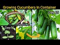 Best Method To Grow Cucumber Plant In Pot 🥒From Seed To Harvest : Gamle Me Ugaiye Dher Sare Kheere