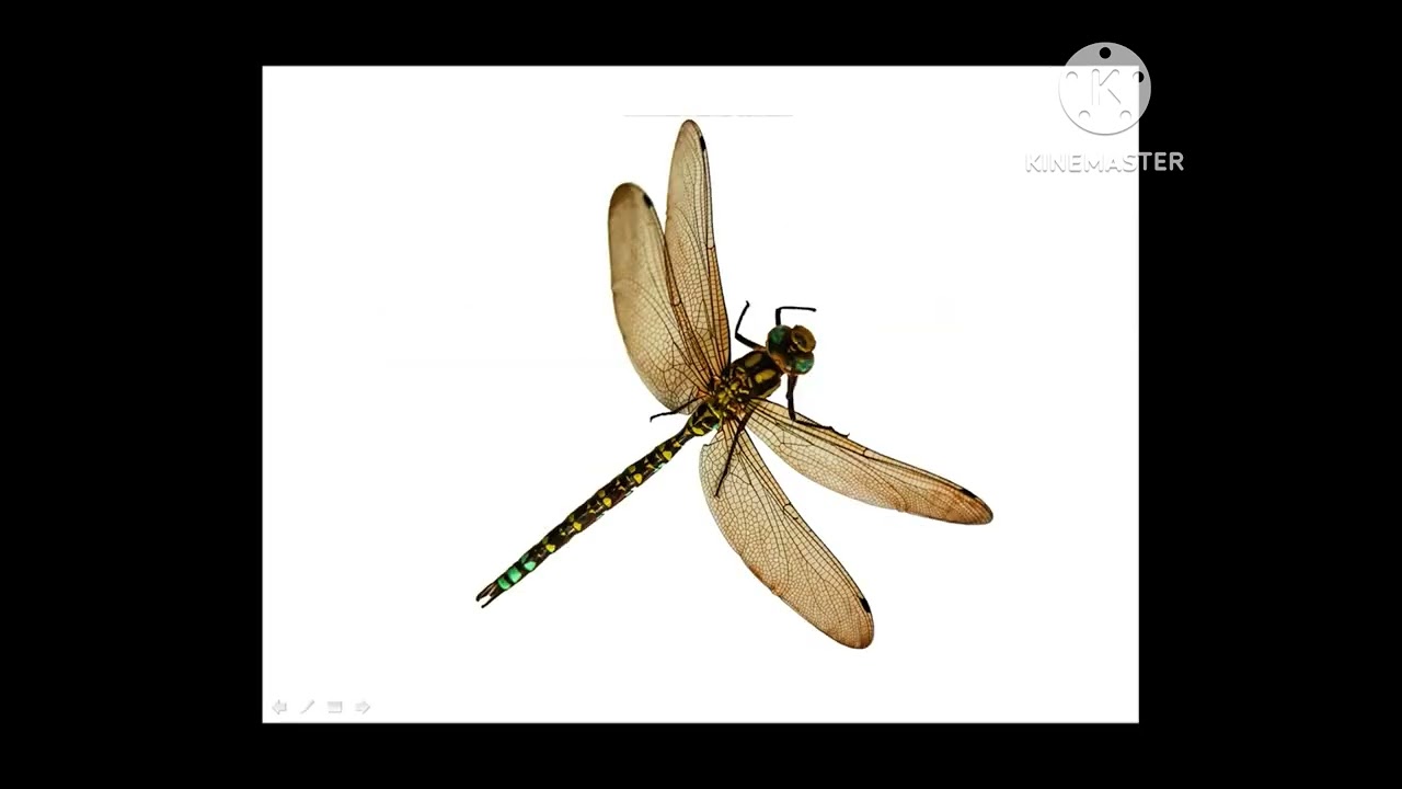 E-flashcard SAMPLE [inscet]