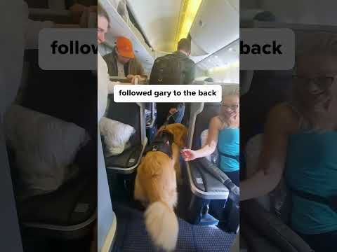 International doggo at your service!🇬🇧🛫🇺🇸 #servicedog #flyingdog #bestdoggo 🥰