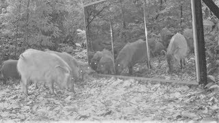 A Red River Hogs Sounder Savouring “Ozougas” Front Of A Huge Mirror Set Up In In Gabon's Rainforest