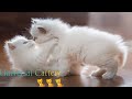 Persian Baby cats|🐈 | first time eating cat food 🐱