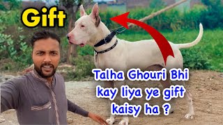 Talha Ghouri bhi kay liya Ye Gift 🎁 Kaisa rahy ga ? || Gultair dog|| Zain ul abideen by Zain Ul Abideen 19,110 views 5 months ago 10 minutes, 44 seconds